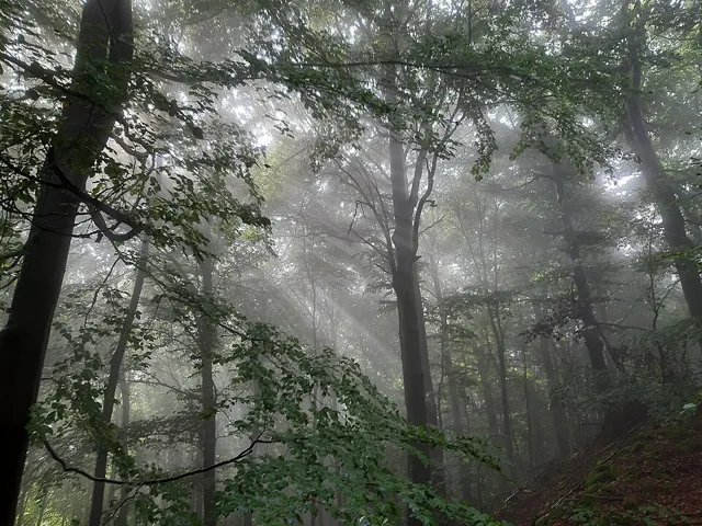 Sonnenstrahlen im Wald bei Bürgstadt